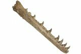 Fossil Mosasaur (Platecarpus) Lower Jaw - Kansas #207899-6